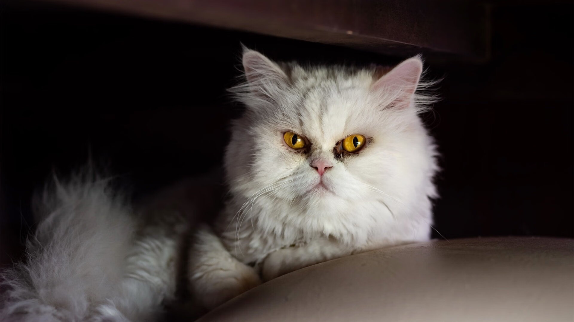 竞技精神：运动员坚韧不拔的拼搏故事，竞技精神的事例