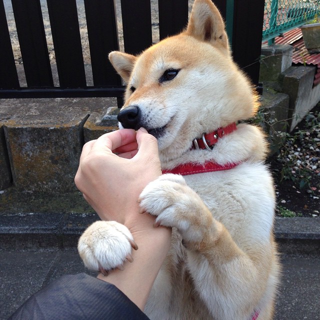 土耳其队遭遇厄运：挑战英格兰赛季提前结束，土耳其联赛