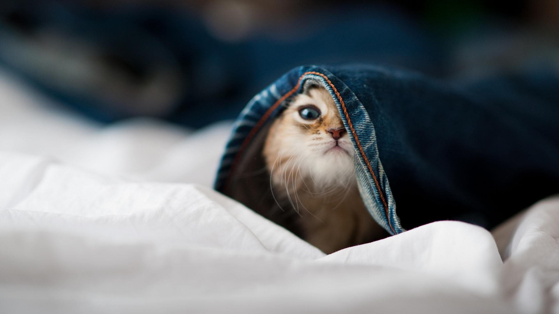 爱游戏手机版-斯图加特主帅下课，球队需寻找新的领航者，斯图加特二队