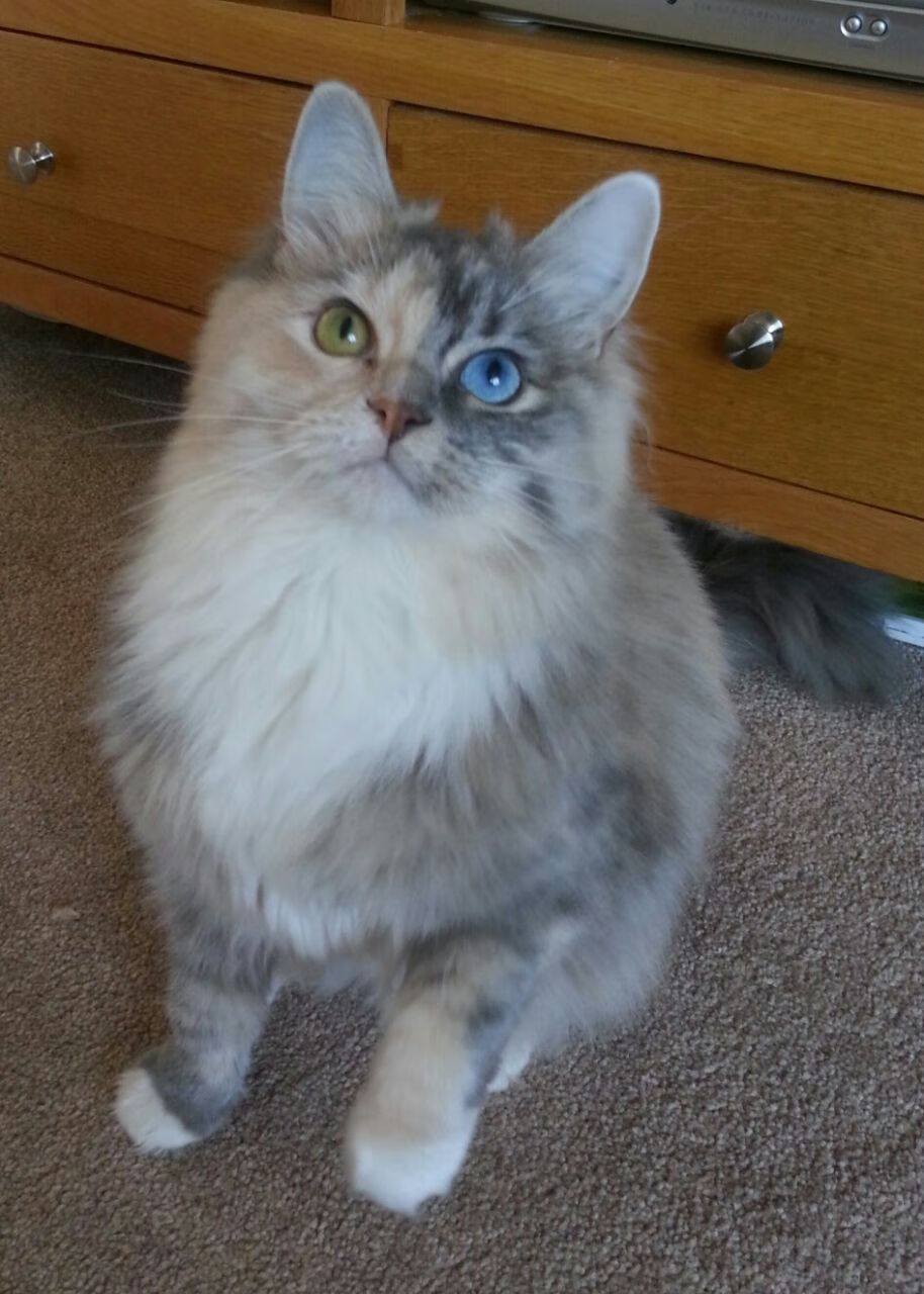 足球大事回顾：过去十年世俱杯经典瞬间，历年世俱杯