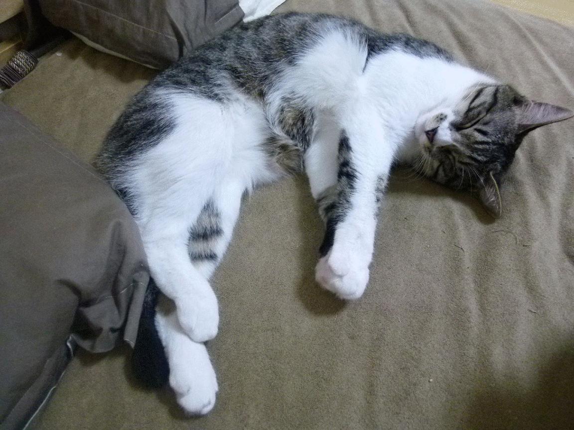 青少年体育行为动机调查与促进机制研究，青少年体育活动调查问卷