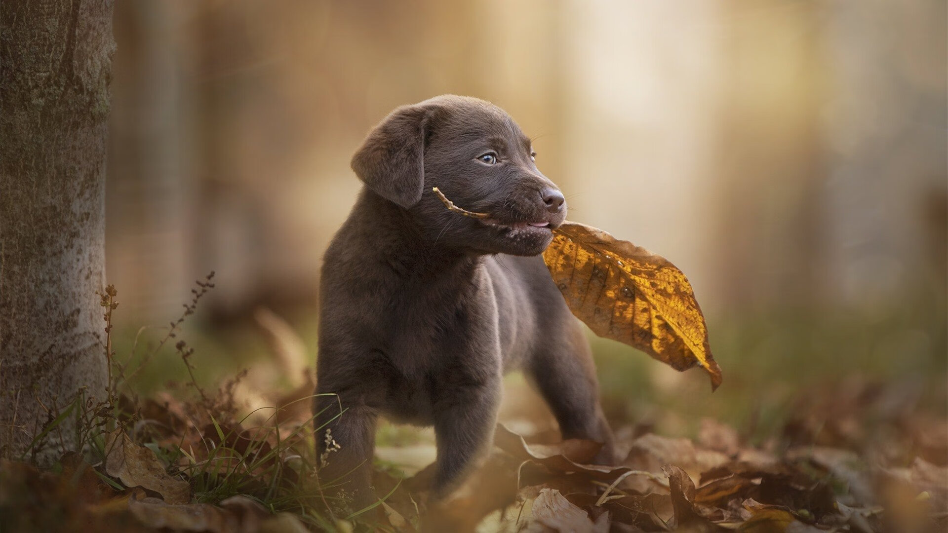 爱游戏中国官网-专访孙杨 从低谷中重新出发，专访孙杨 从低谷中重新出发的节目