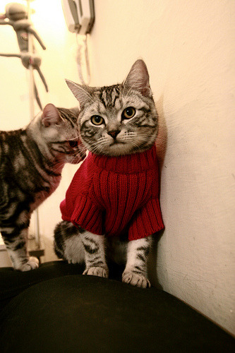 体育新闻中心上线体育赛事多语种智能翻译平台，体育赛事 翻译