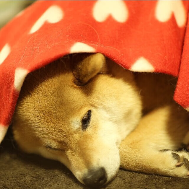 加拿大队在国际乒联混合团体世界杯中的心理素质与比赛表现，加拿大乒乓球参赛选手