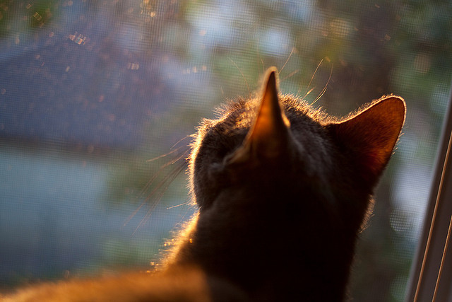 团体赛制:澳大利亚队如何利用团队协作增强比赛优势,atp澳大利亚