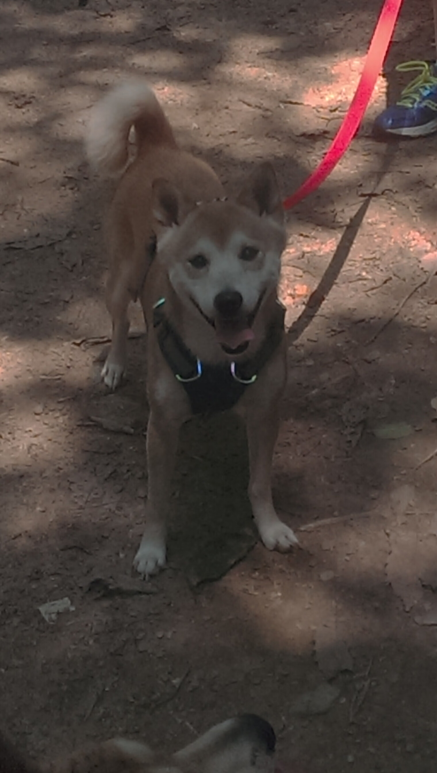 埃及队未来发展:技术与体能并重,力争大赛突破,埃及队怎么样